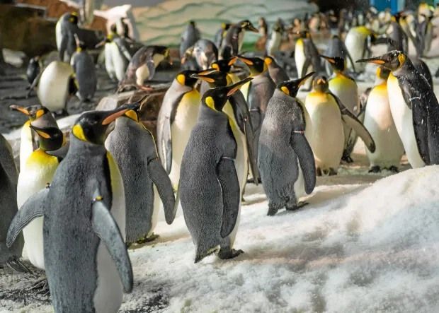 \ud83d\udc27\u2728 Exclusive VIP Penguin Experience at SeaWorld Getaway Deal Orlando \ud83c\udf0a\ud83c\udf1f $449 Per Couple \ud83d\udc91 