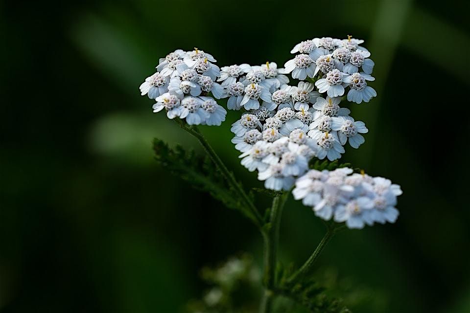 Yarrow Plant Immersion Meditation