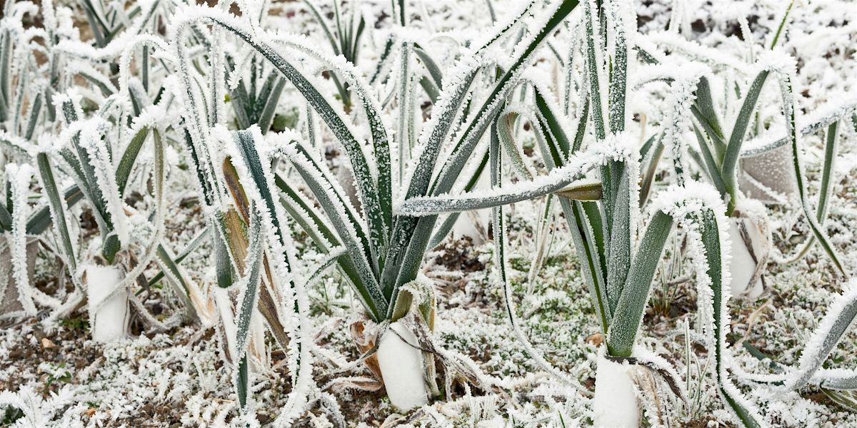 Talk of the Sourlands: The Winter Garden \u2013Beautiful and Alive as any Season