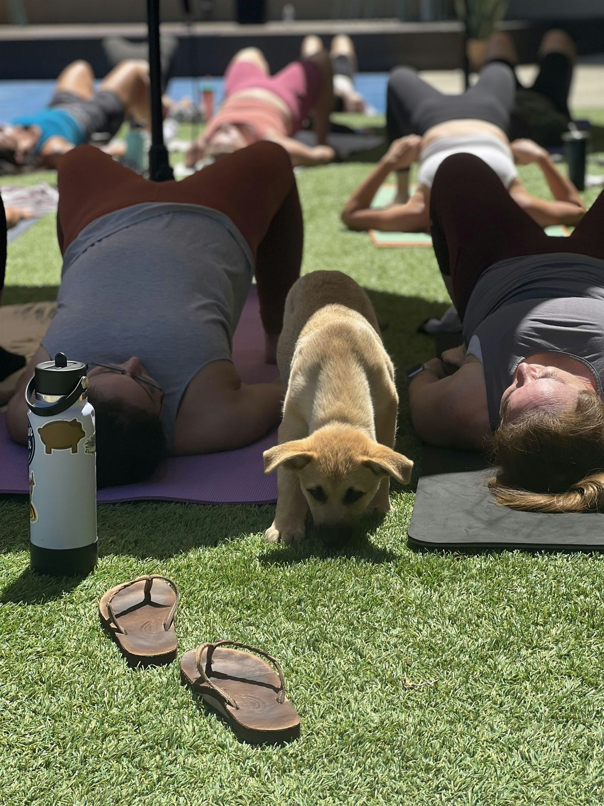 Kane's K9s & Animal Rescue Puppy Yoga