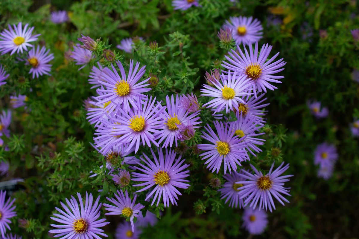 Indigenous Peoples' Day Forest Bathing \u2014 Monday, October 13