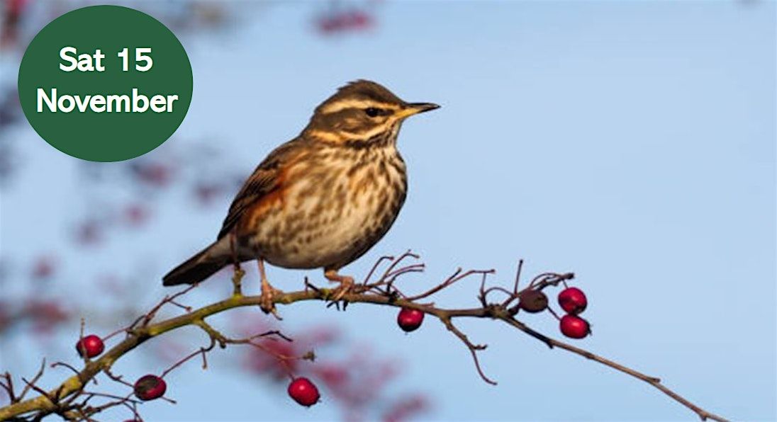 Winter Bird Walk: Wintering Birds of Jesmond Dene