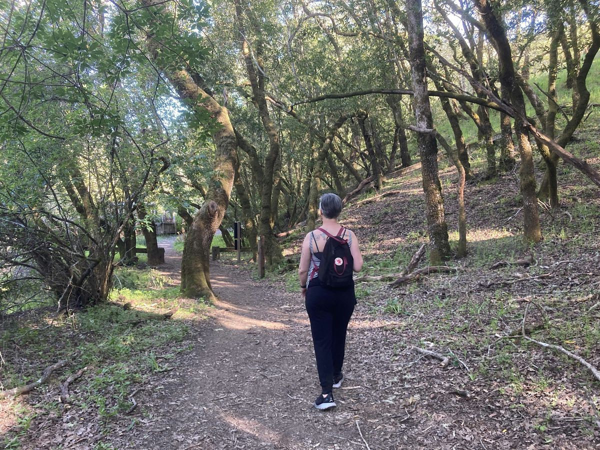 Forest Bathing For Wellness