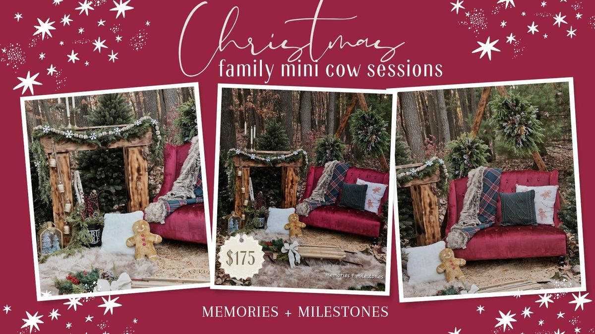 Family Holiday Cow Session