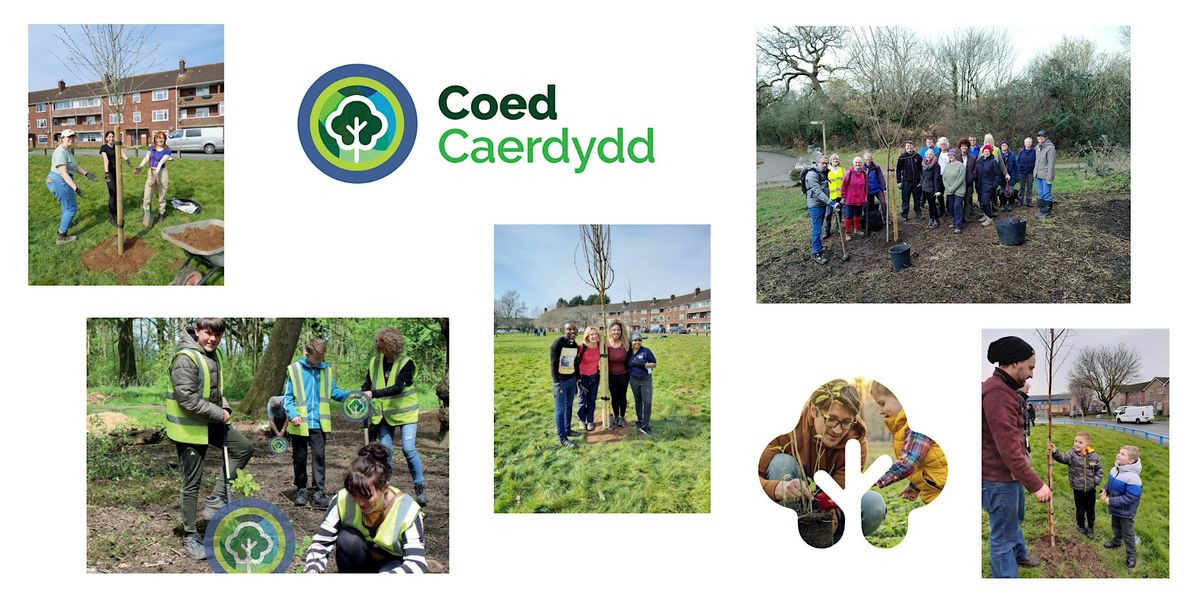 Tree planting - Cyncoed Gardens, Penylan