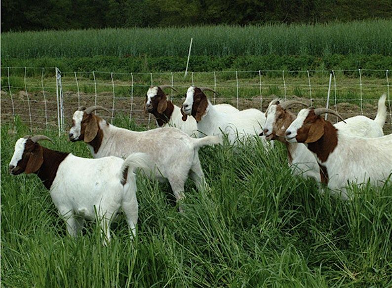 Meat Goat Nutriton - Davie County