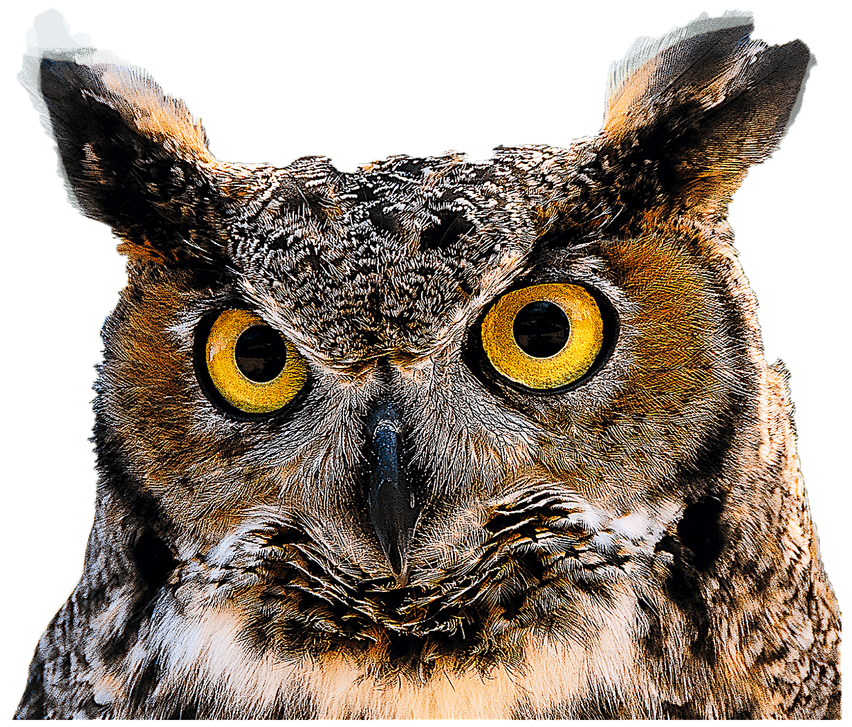 Treehaven Dinner and a Speaker - Owls of WI