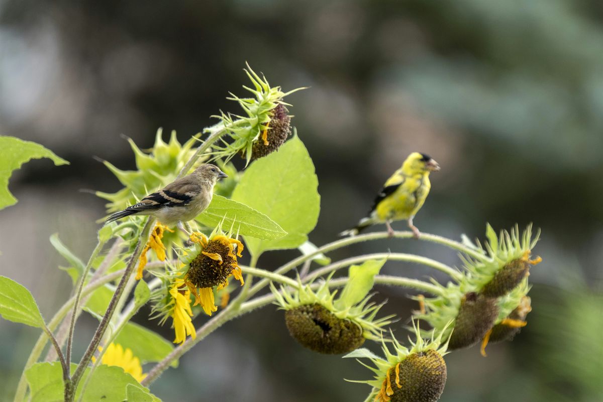 Let's Get Ready For Fall Migration