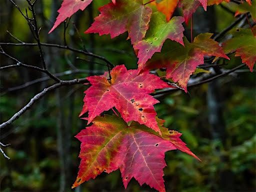 Greenbelt Post-Feast Hike to LaTourette Golf House