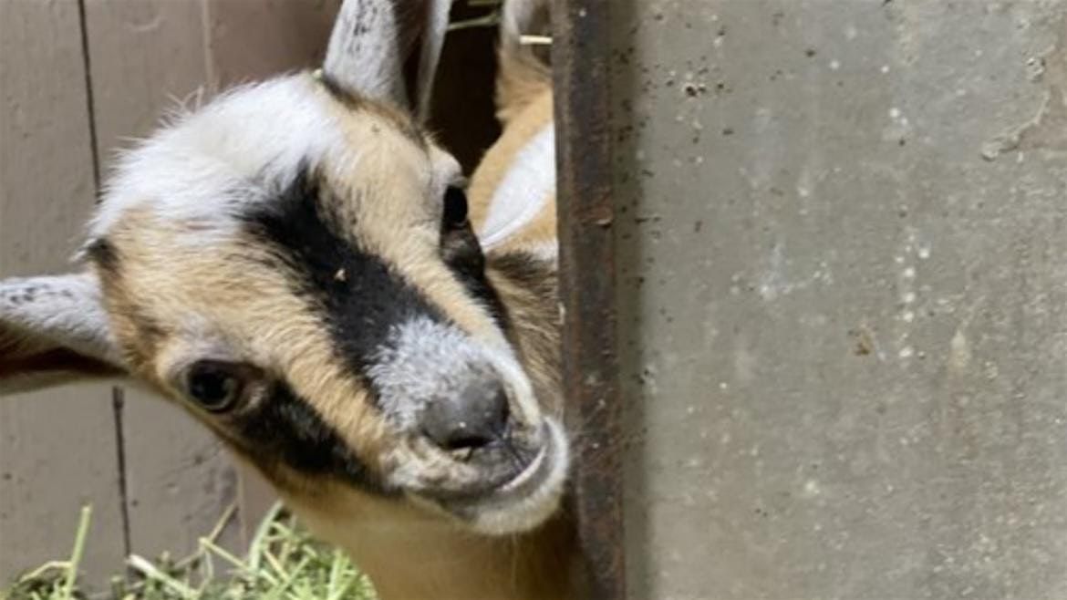 Goat Yoga Event August 16th!
