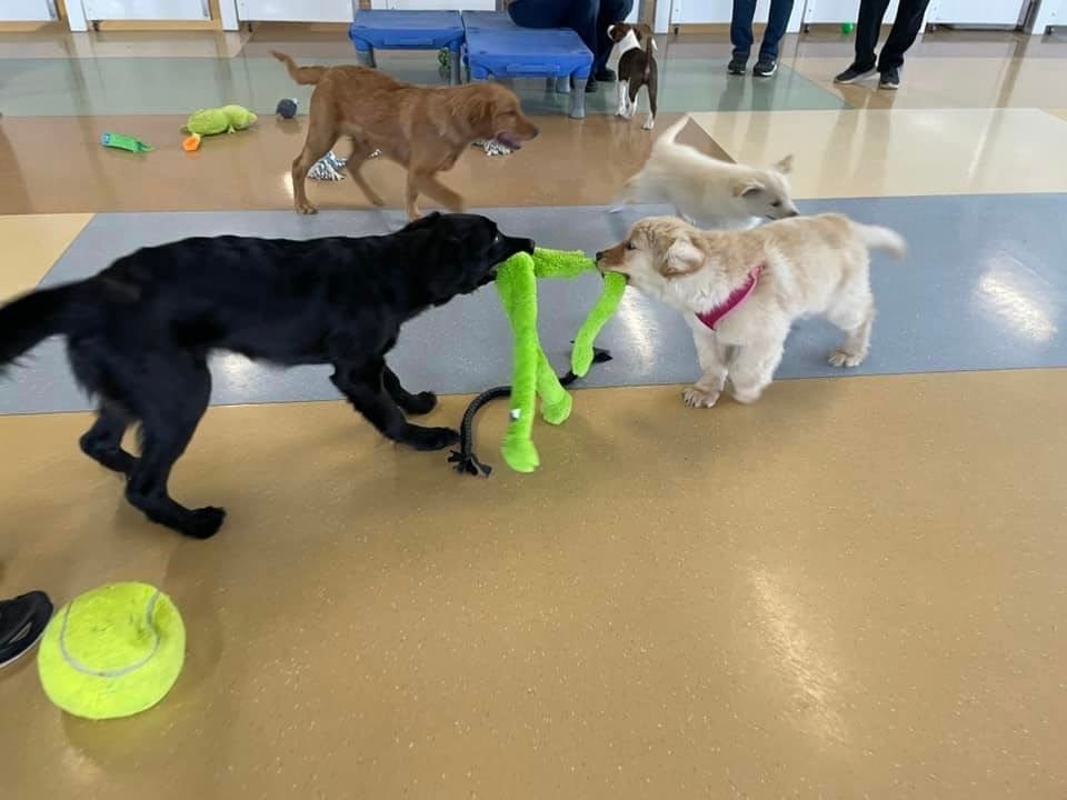 Puppy Social