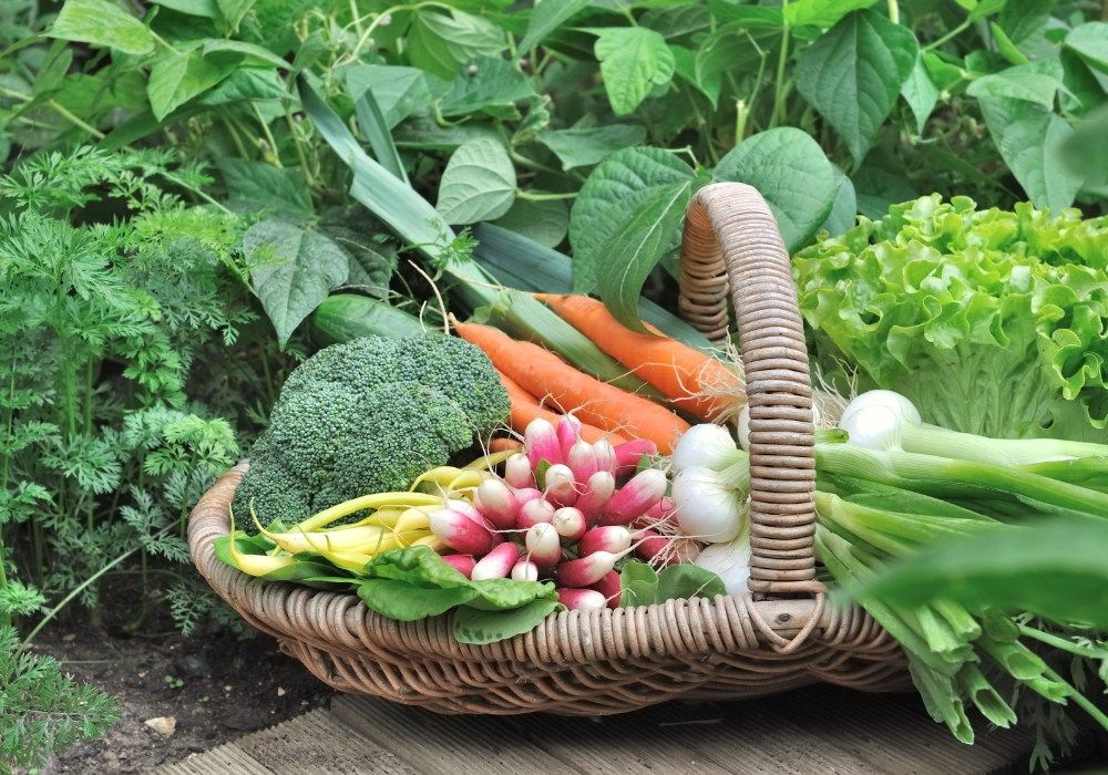 Grow Your Own: Basics of Vegetable Gardening