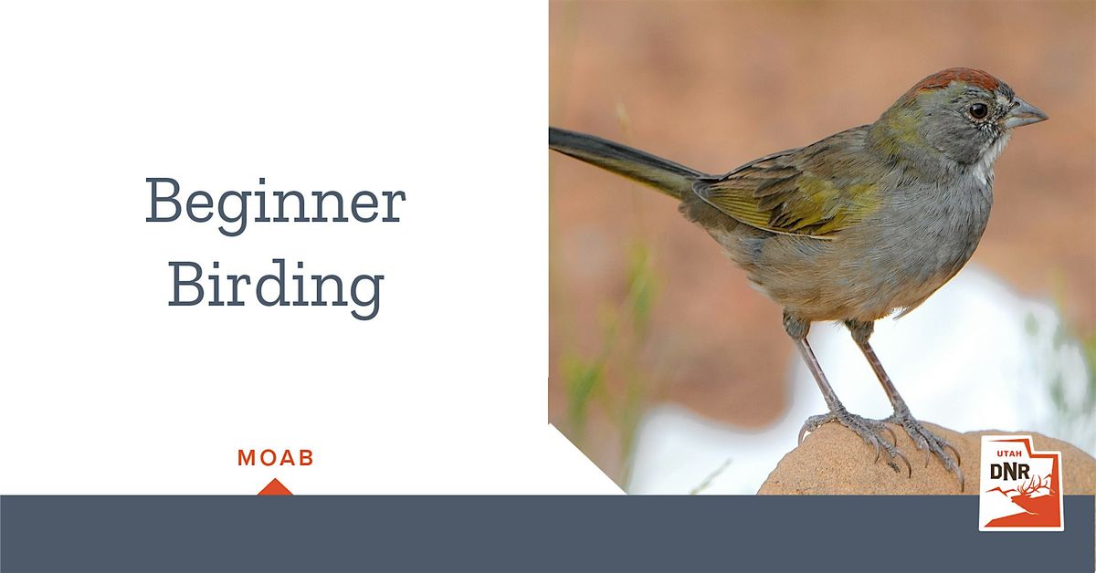 Beginner Birding \u2014 Moab