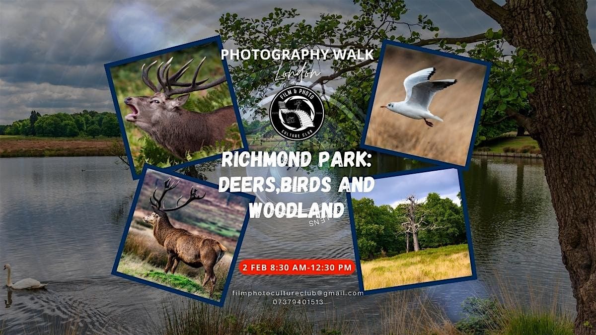 RICHMOND PARK: DEERS,BIRDS AND WOODLAND-PHOTO WALK