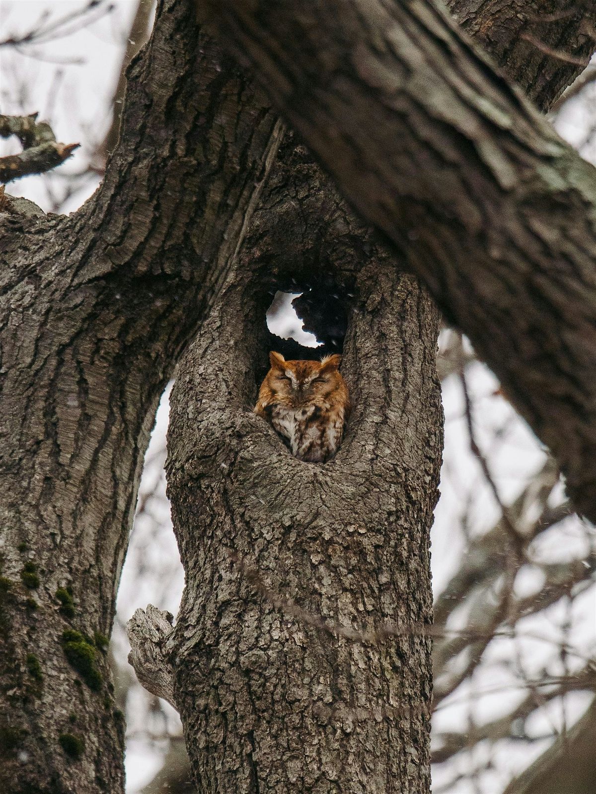 Build Your Own Screech Owl Box!