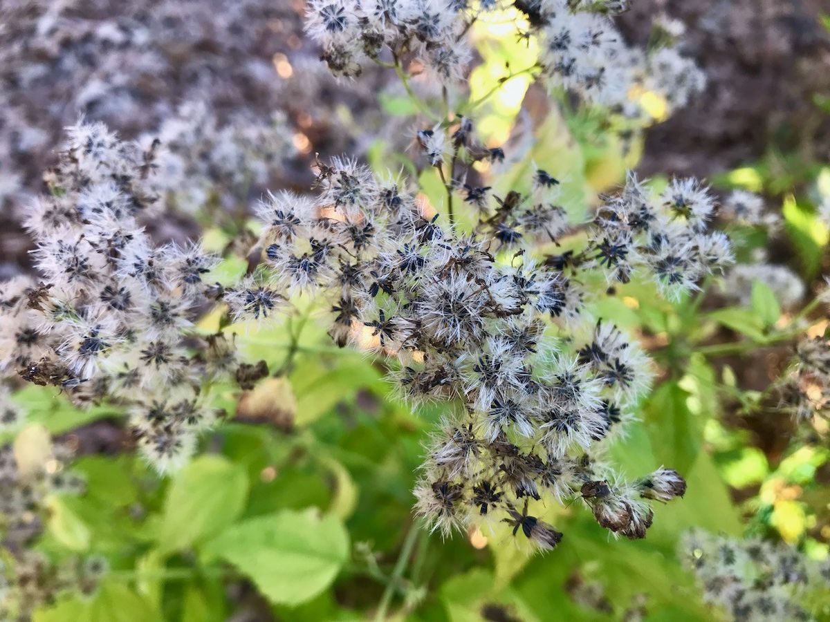 Native Plant Seed Swap