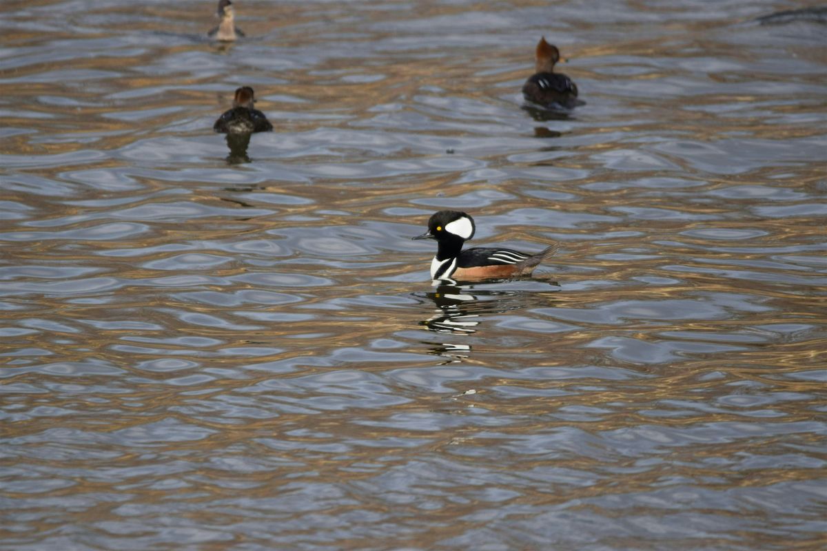 Winter Birding Walk