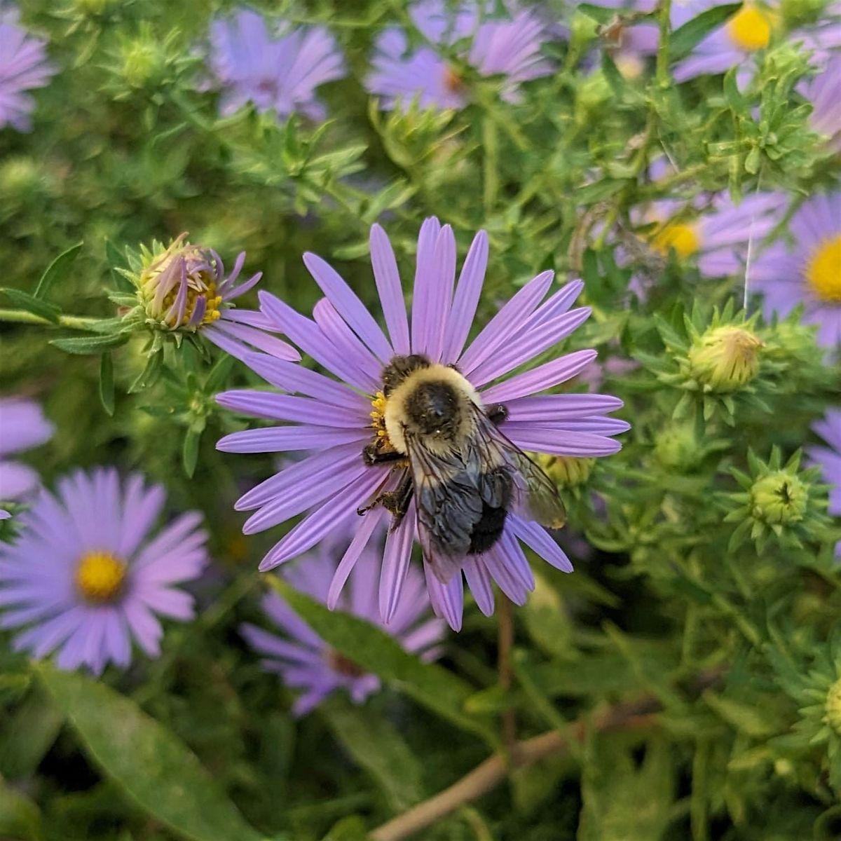 Wildflower Walk