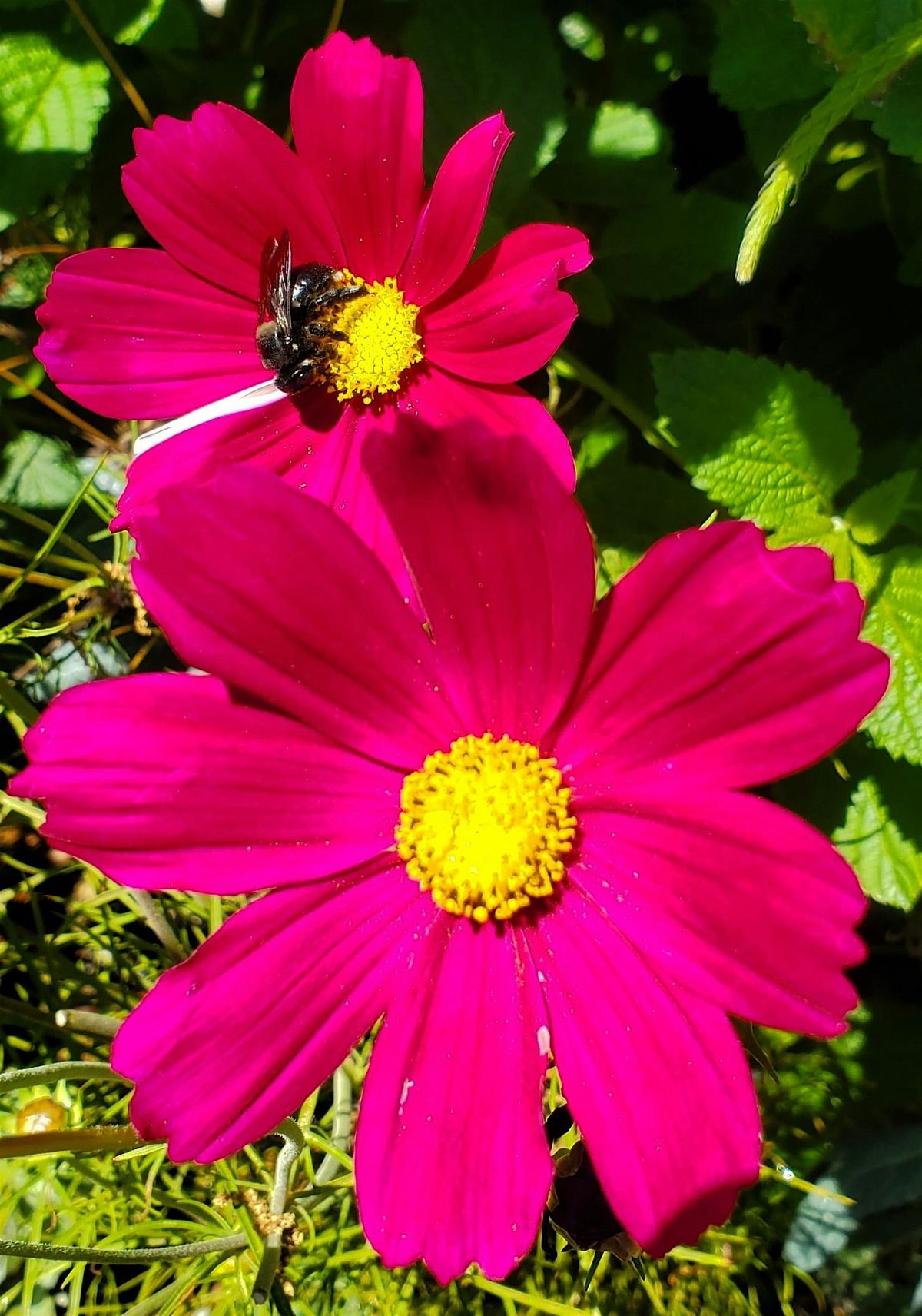 The Great Southeast Pollinator Census Pollinator Count at TFHC