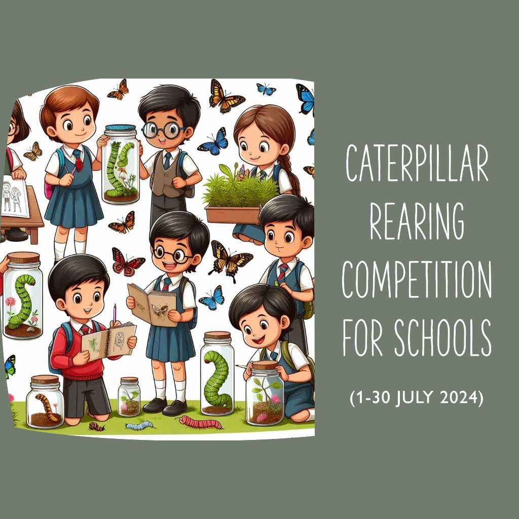 Caterpillar Rearing Competition for Schools