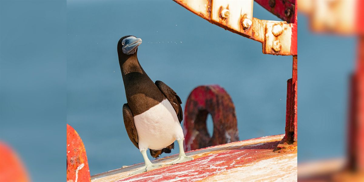 AIA Vitality Hub Seabird and  Urban bird walk and Talk