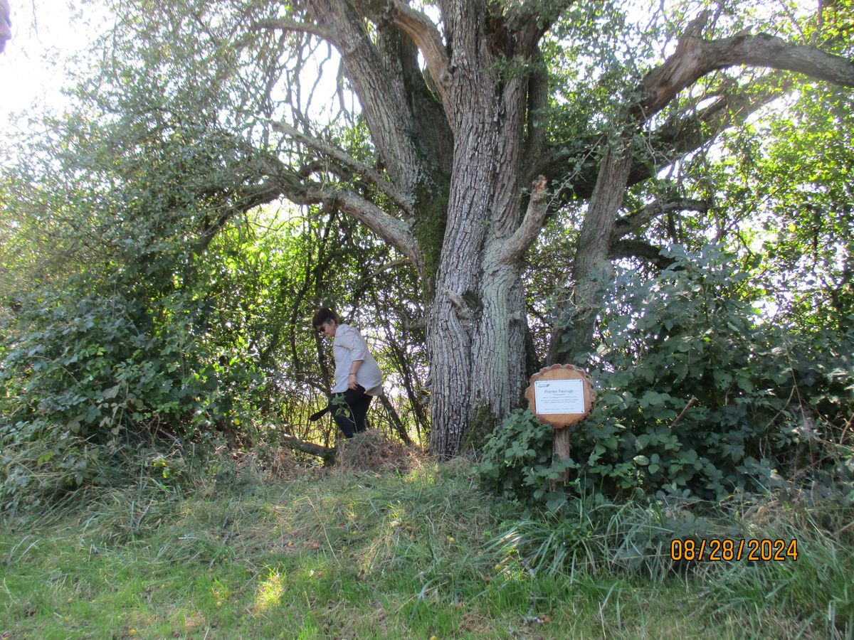 Randonn\u00e9e du Hazois et pose du Label "arbre remarquable de France"