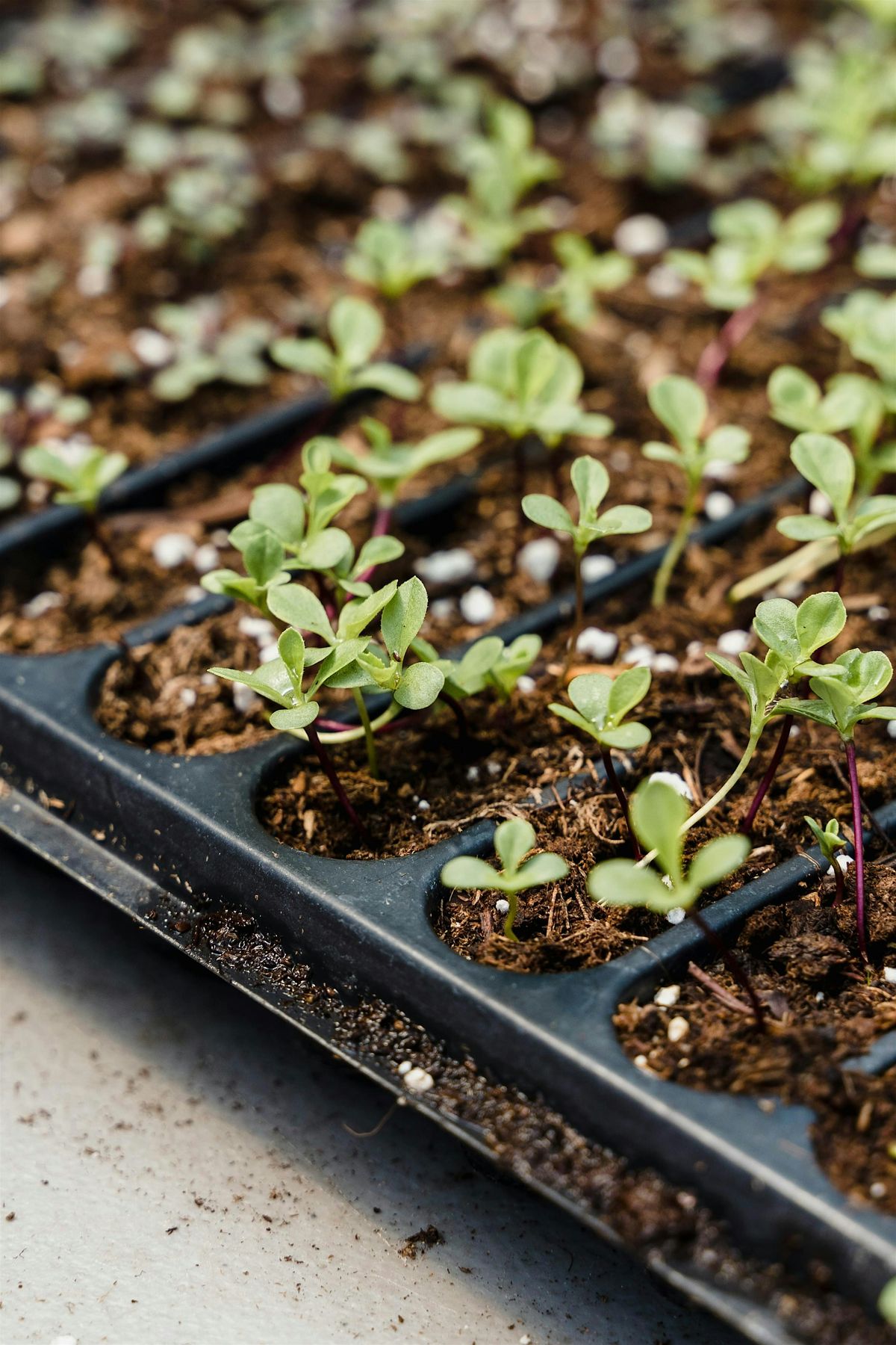 Grow Your Own Microgreens With Toronto Master Gardeners