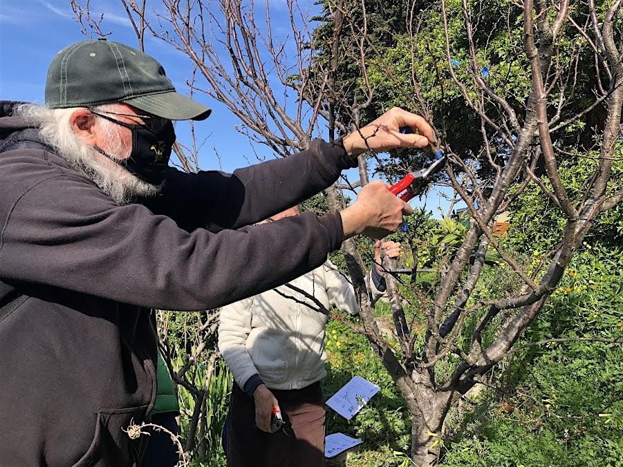 Winter Fruit Tree Pruning