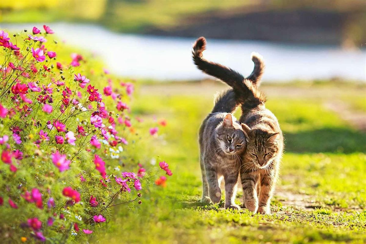 April Cat Yoga