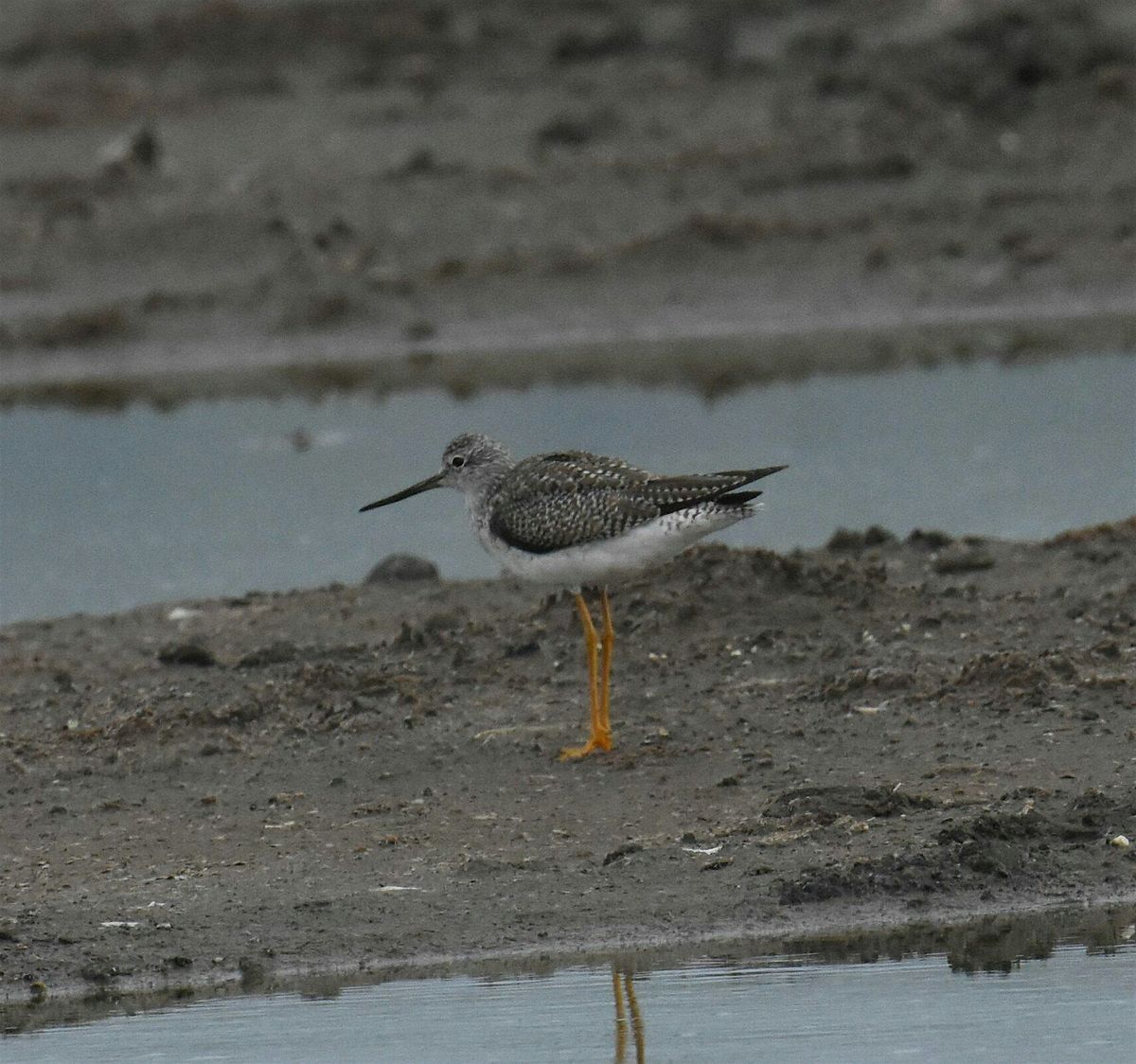 World Shorebirds Day Bird Walk