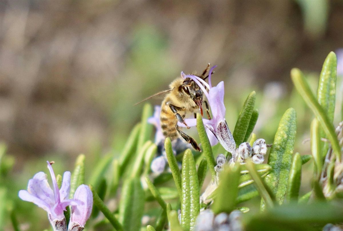 Welcome Spring! Open Gardens and Native Plant Sale