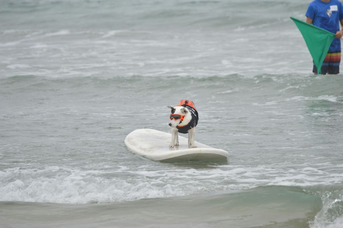 20th Annual Surf Dog Surf-A-Thon