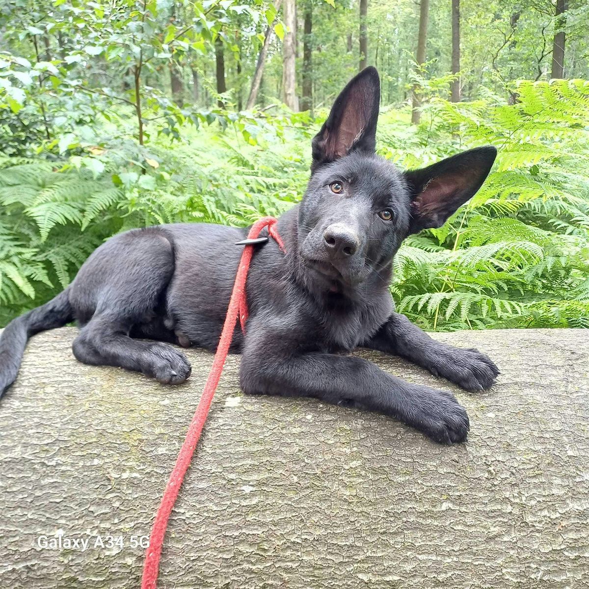 Leef in harmonie samen met je hond, begrijp \u2018hoe\u2019