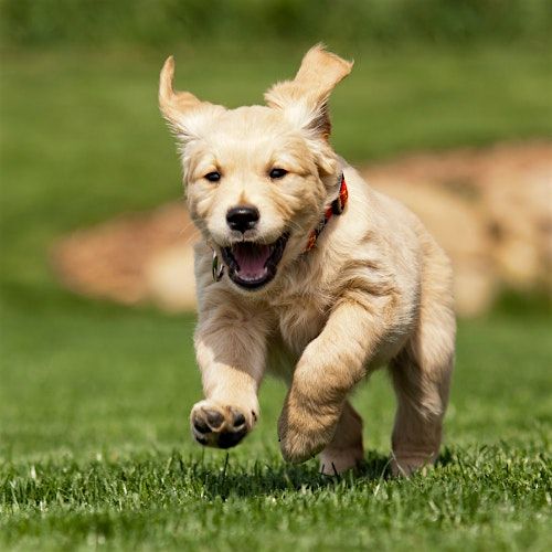 Puppy Play Class