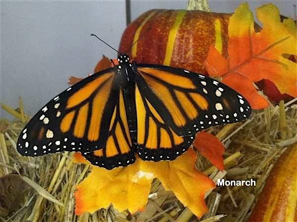 Building A Fall Butterfly Garden Class