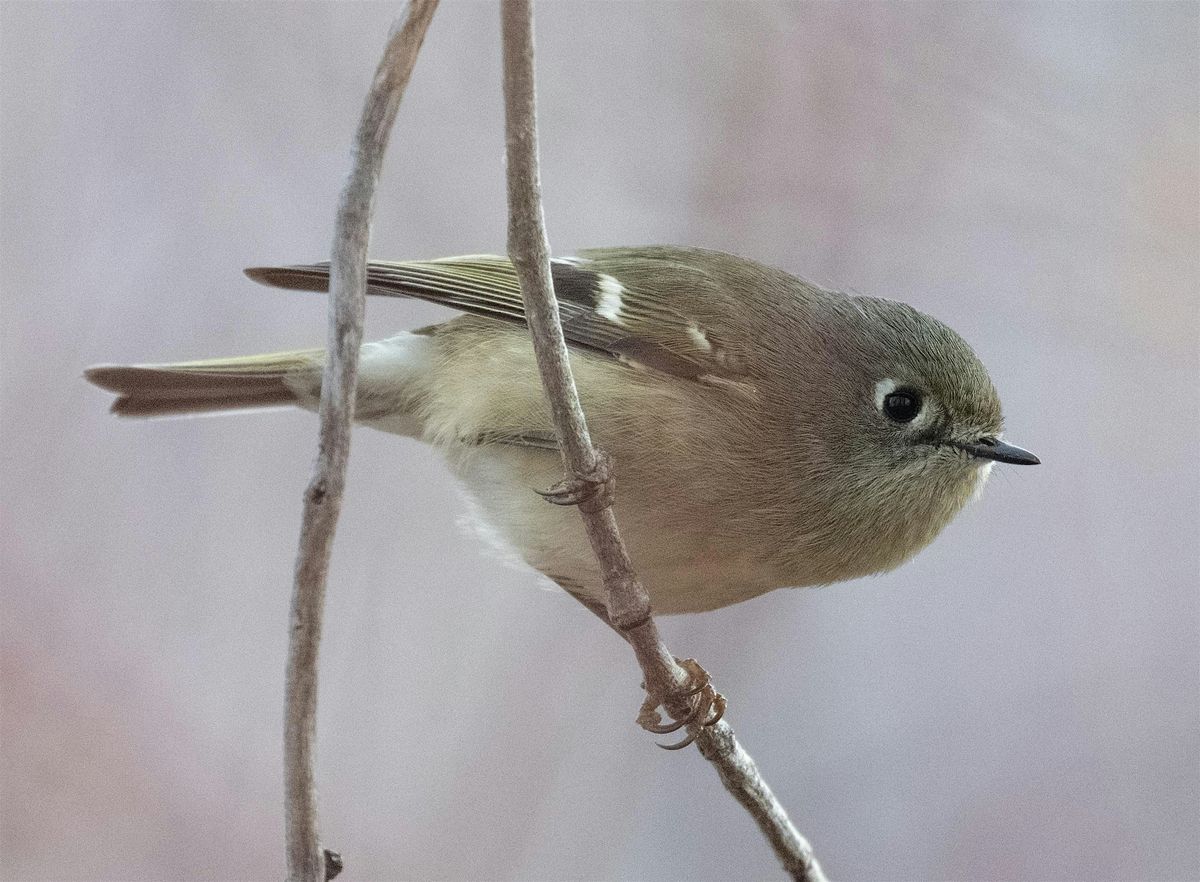 Beginner Bird Walk: Bethine Church River Trail
