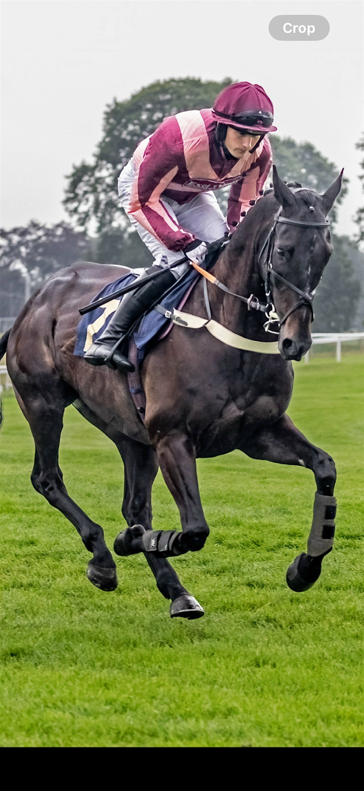 Retraining of racehorses DEMO