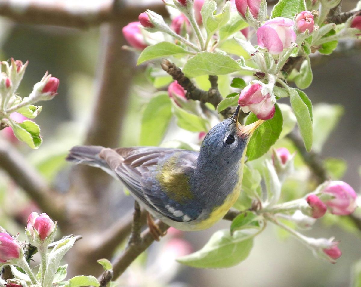 Mindful Birding Walk:  Scott  Arboretum at Swarthmore College