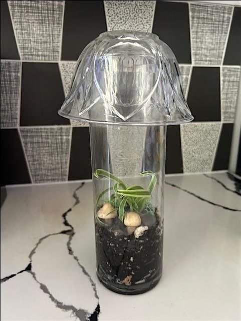 Mushroom Terrariums