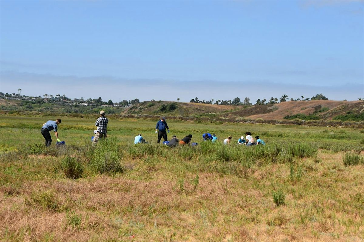 OCH Restoration at the Upper Newport Bay (2025)