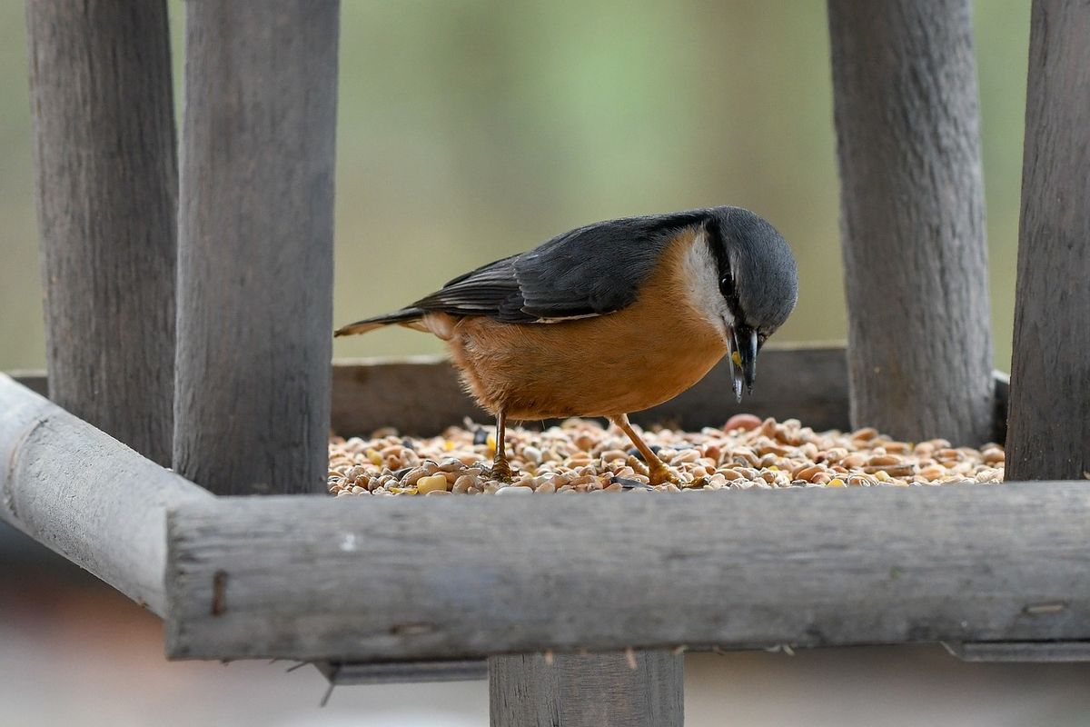 Garden Birds \u2013 Michael Walters (talk)