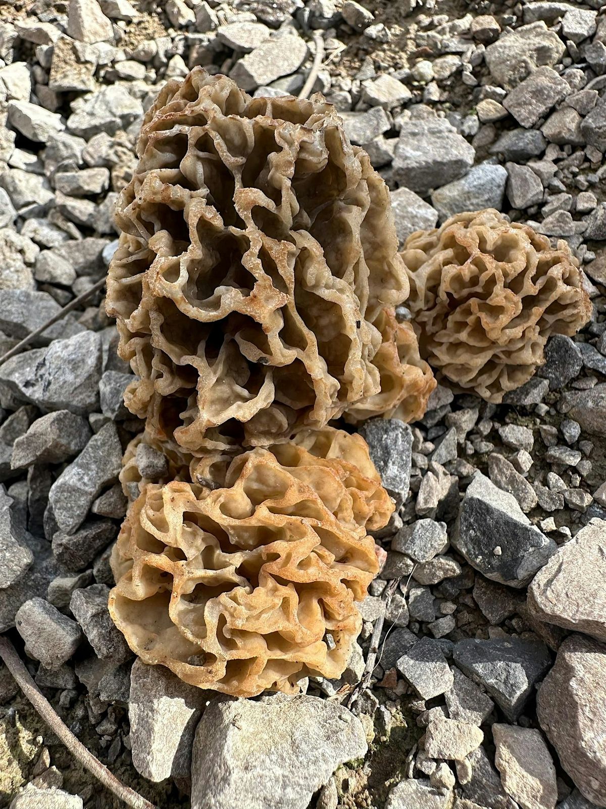 Guided Hike Series - Hike #4 (Mushrooms!)