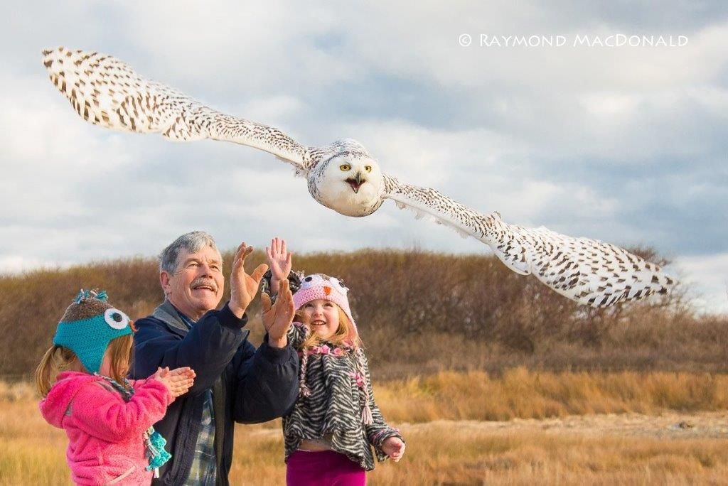 Snowy Owls to Saw-whet Owls- presented by Norman Smith, Raptor Specialist, Mass Audubon
