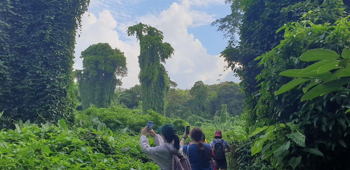 Bukit Brown Avatar Tree Trail