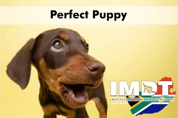 Perfect Puppy - 1 Day Workshop 