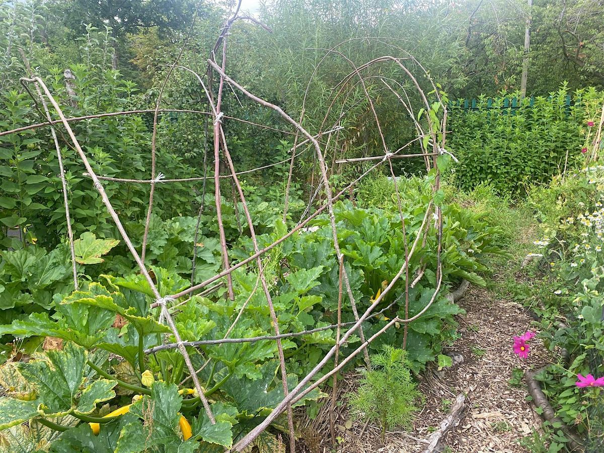 Gardening: How to grow salads, learn while volunteering