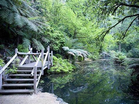 Discover Tranquility: Dandenong's Holistic Nature Retreat