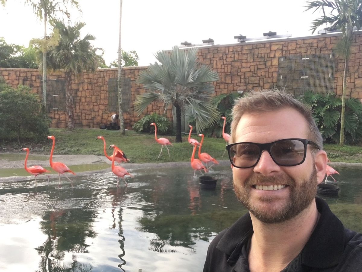 Flamingos in Florida: Past Present and Future by Steven Whitfield