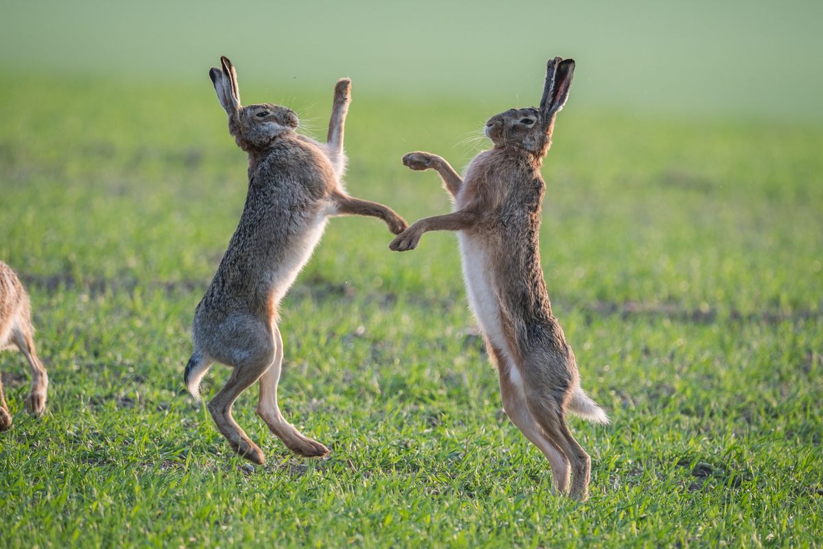 Springtime (Ostara) Fair.