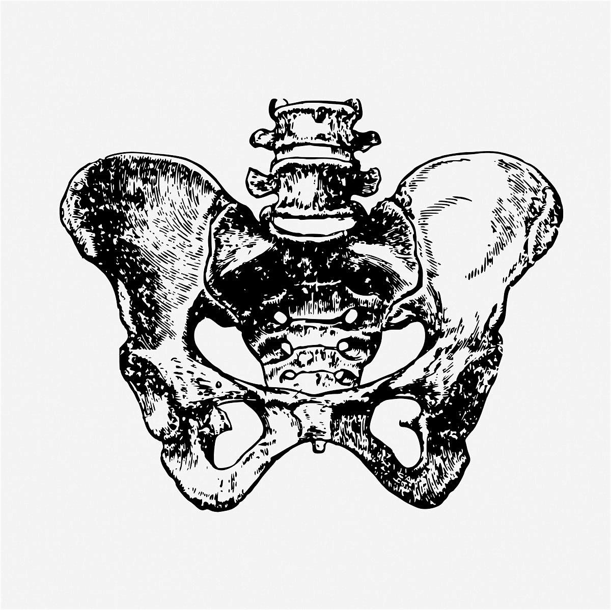 DIVE INTO YOUR PELVIS
